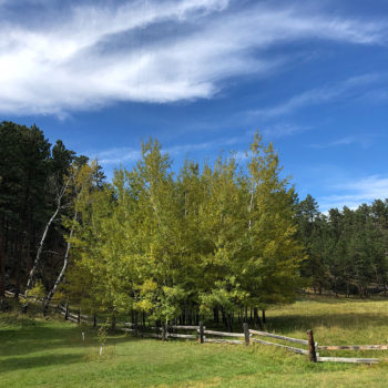 View of National Forest from The Notch Cabin