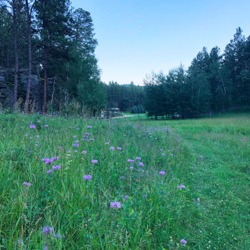 National Forest beyond Hinterwood property