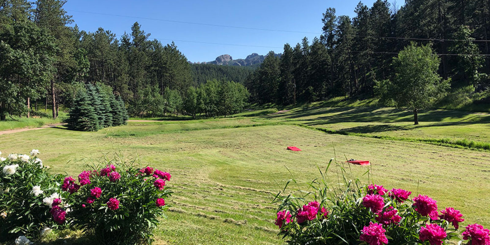 The Peonies in full bloom