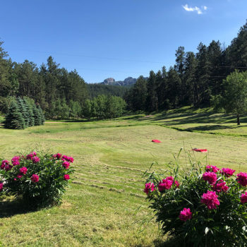 The Peonies in full bloom