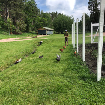 The Hinterwood chickens